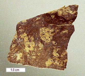 Large Neotocite Image