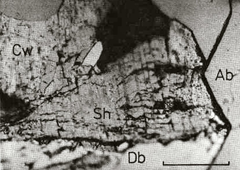 Large Schollhornite Image